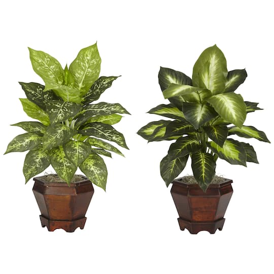 20.5" Assorted Dieffenbachia In Wood Vase, 2ct.